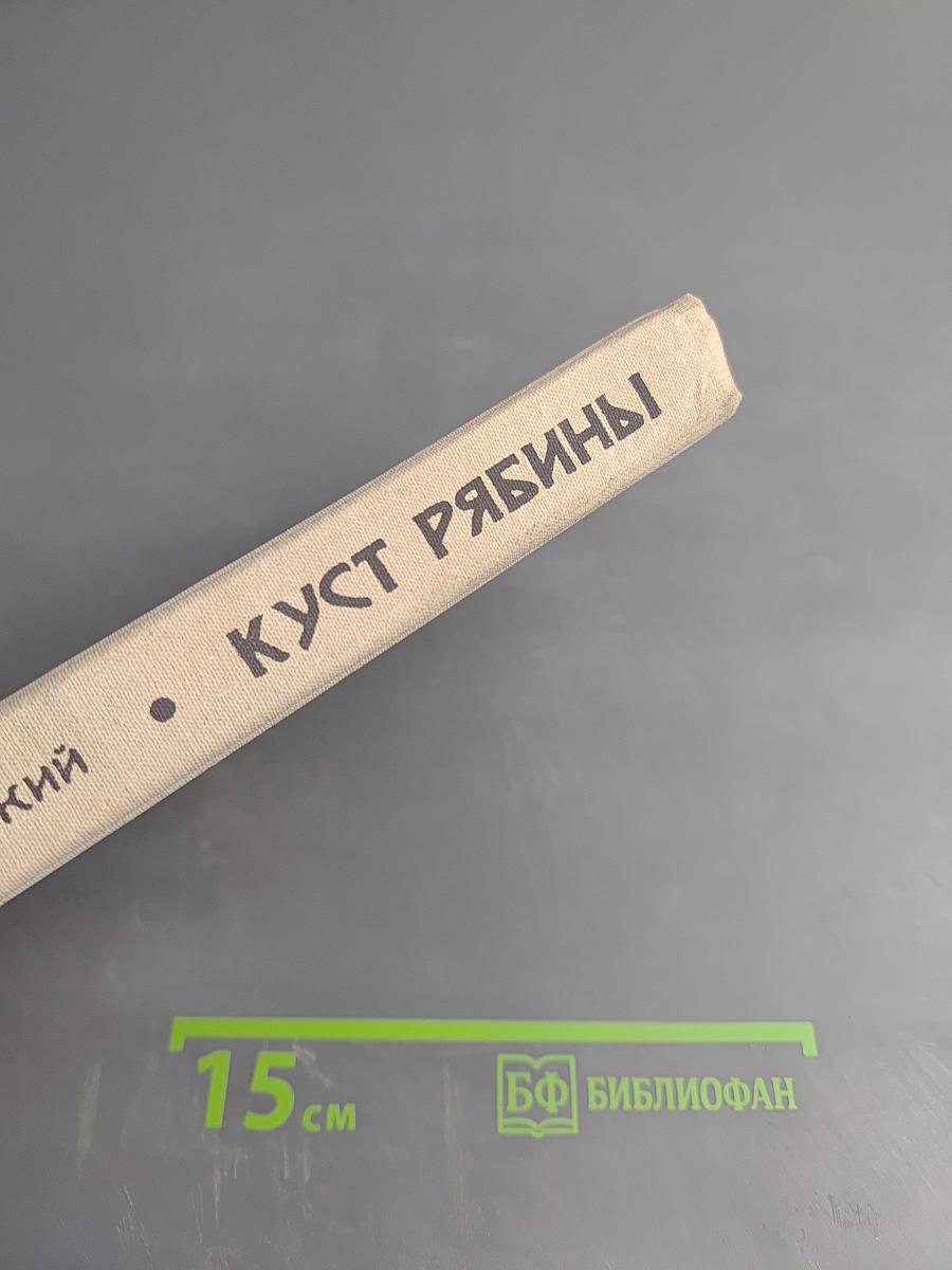 Куст рябины