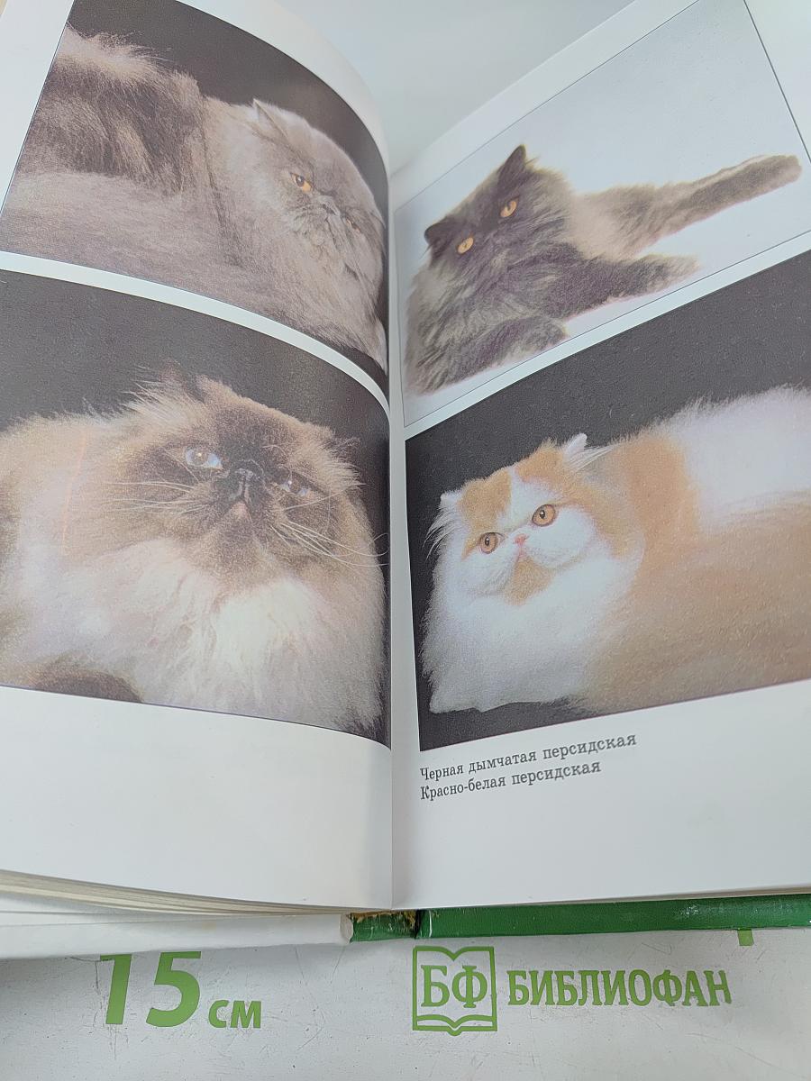 Кошка в дом - радость в нем