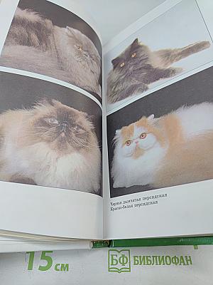 Кошка в дом - радость в нем